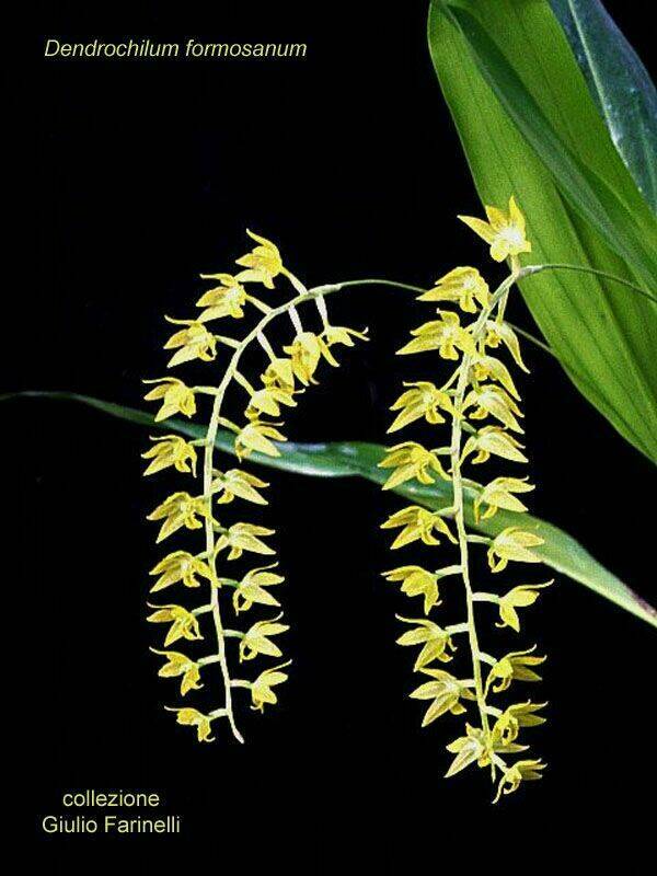 dendrochilum_formosanum.jpg