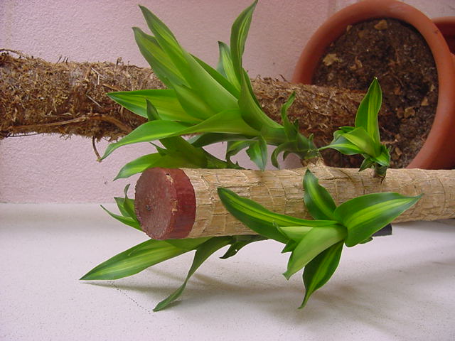 dracena1.jpg