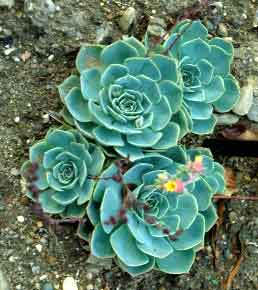 echeveriaglauca.jpg