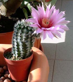echinocereus.jpg
