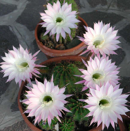 echinopsis6.jpg