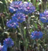 fiordaliso_small.jpg