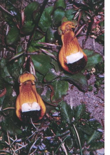 fiori3.jpg