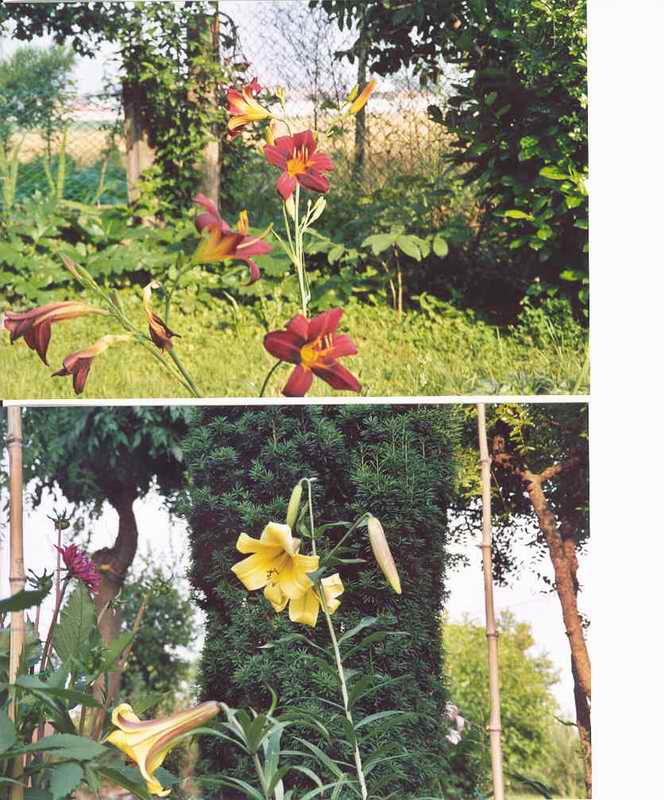 fiori3b.jpg