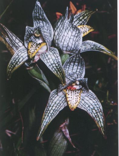 fiori4.jpg