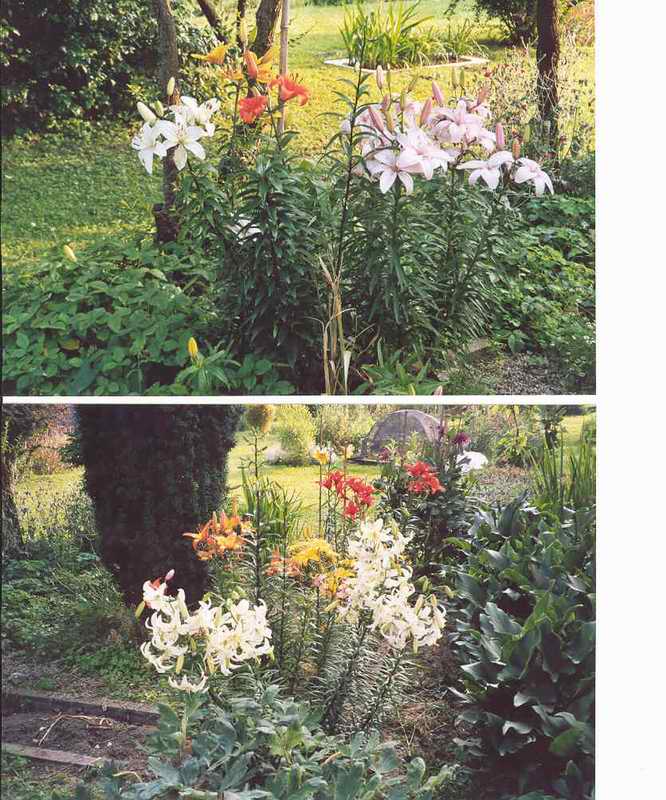 fiori6b.jpg