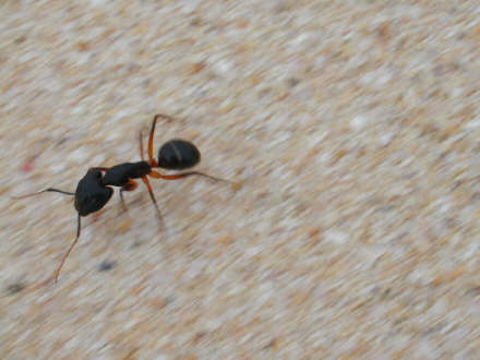 formicafricana.jpg