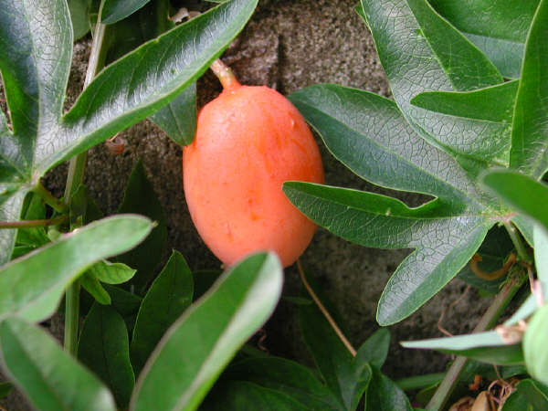 frutto.jpg