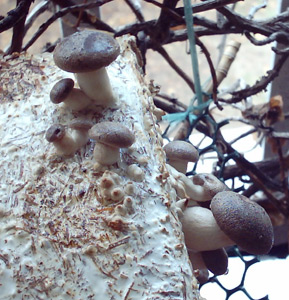 funghi.jpg