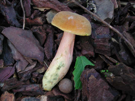 fungo1.jpg