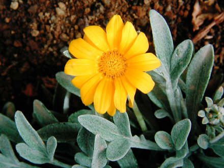 gazania.jpg