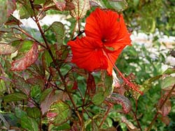 hibiscussintr.jpg