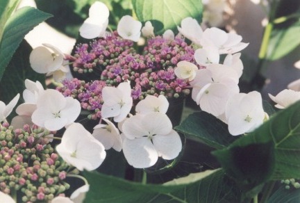 hydrangealacecaps.jpg