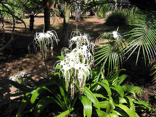 hympuccio01.jpg
