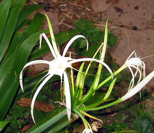 hympuccio02.jpg