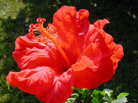ibisco03.jpg