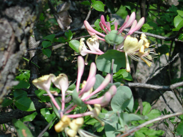 lonicera03.jpg