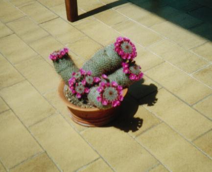mammillaria.jpg
