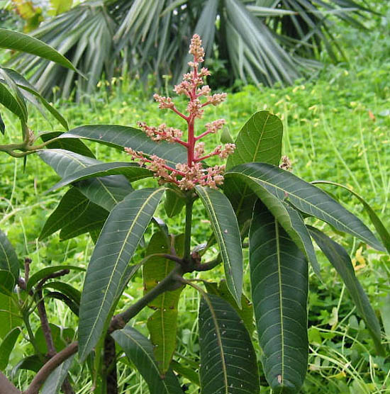 mango01.jpg