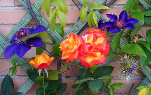 multirose2.jpg
