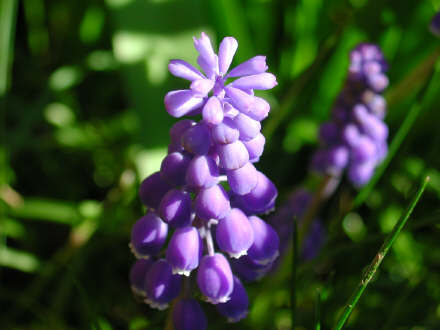 muscari.jpg