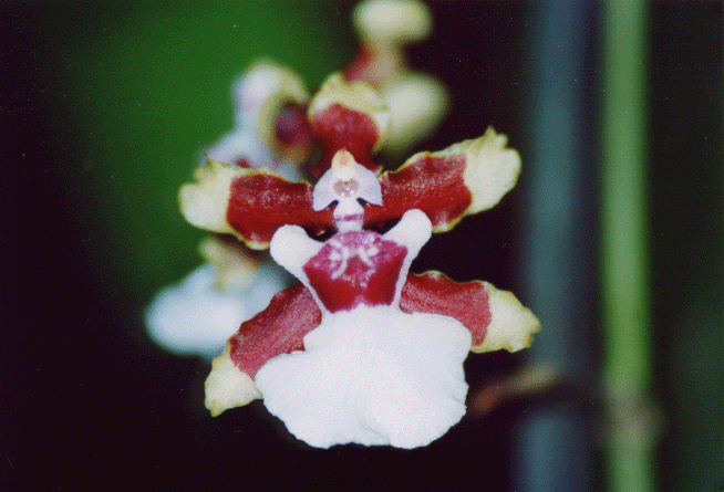 oncidium.gif