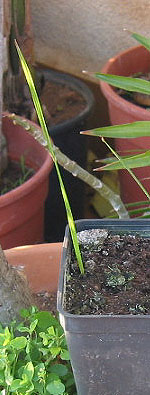palmgerm.jpg