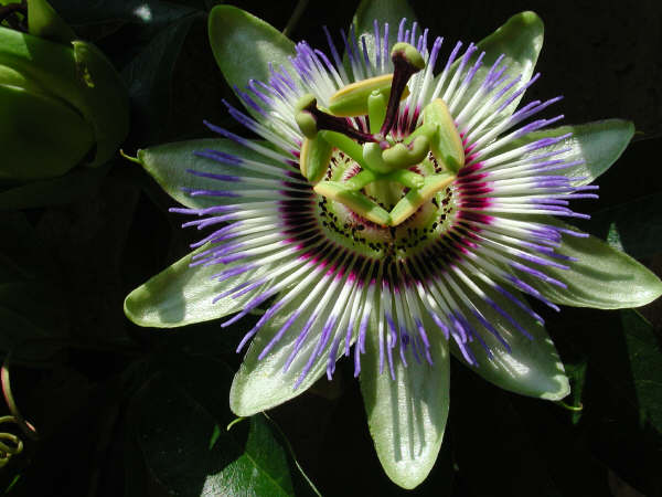 passiflora_caerulea.jpg