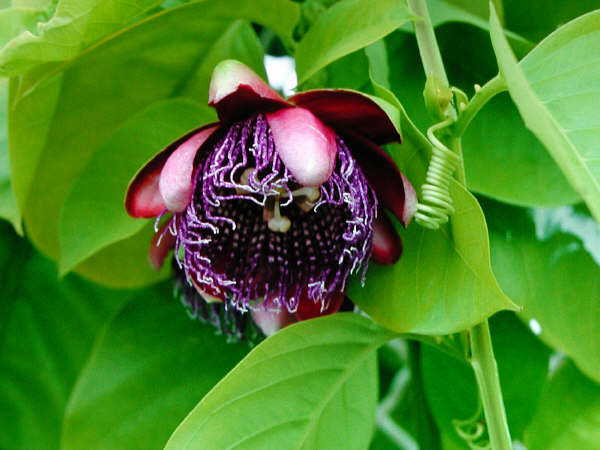 passiflora_can.jpg