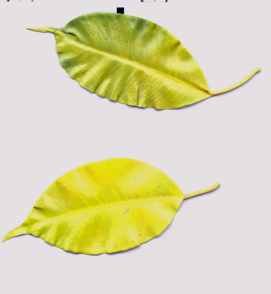 pcaimi1.jpg