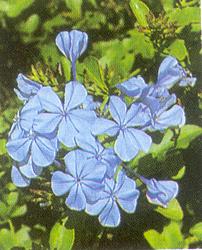 plumbago.jpg