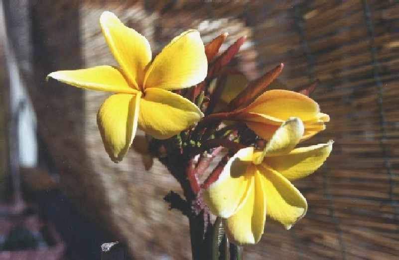 plumeria-fiori.jpg