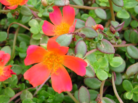 portulacafuerte.jpg
