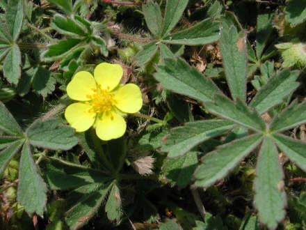 potentilla03.jpg