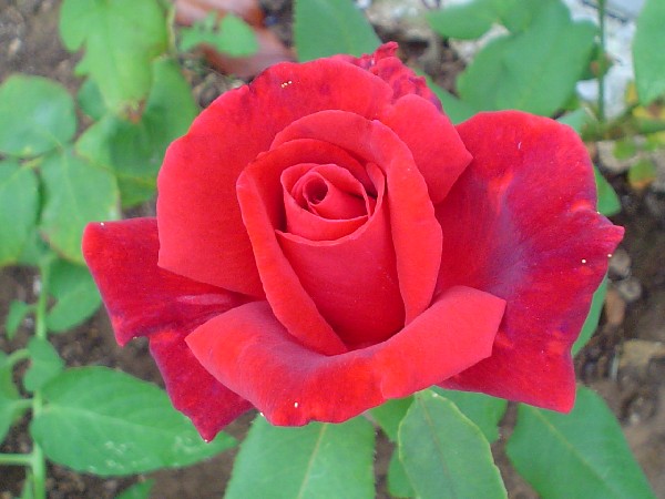 rosa01.jpg