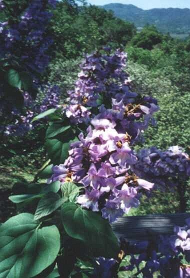 rosapaulownia1.jpg