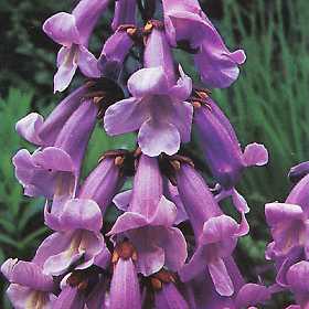 rosapaulownia2.jpg