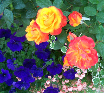 rosesurfine1.jpg