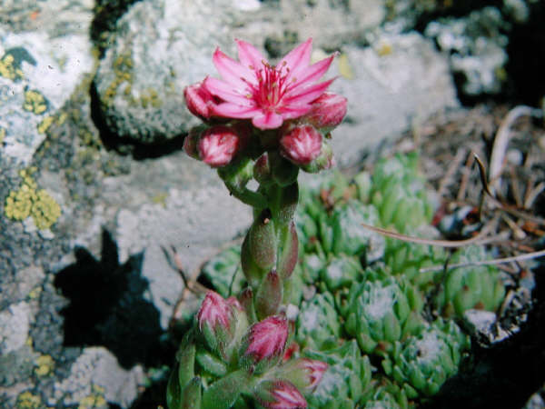 sempervivum_aracnoideum.jpg