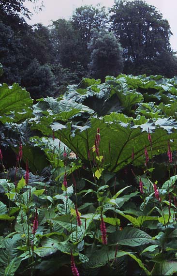 trebahgunnera.JPG