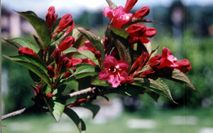 weigelia_quetzali.jpg