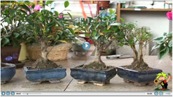 Video bonsai