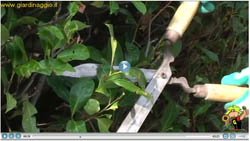 Video tecniche giardinaggio