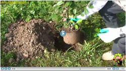 Video giardino