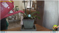 Video piante appartamento