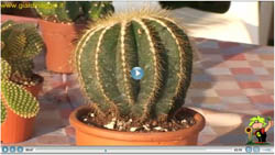 Video piante grasse