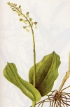 Listera ovata