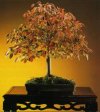 Japanese zelkova