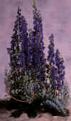Wolfsbane