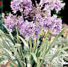 Lily of the Nile